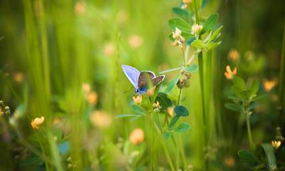 Vlinder en bloemen tonen diversiteit