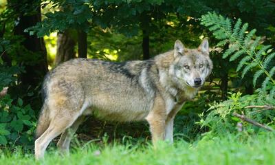 Wolf