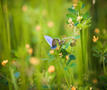 Vlinder en bloemen tonen diversiteit